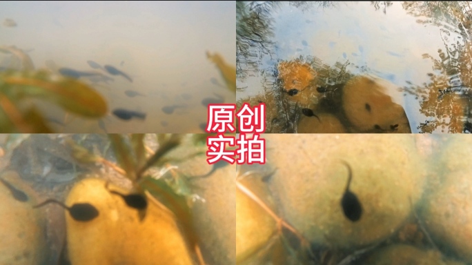 水下摄影/石头缝中的小蝌蚪