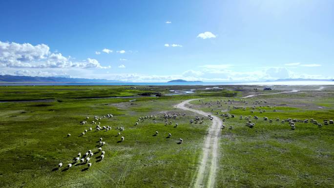 湖边草原成群的羊