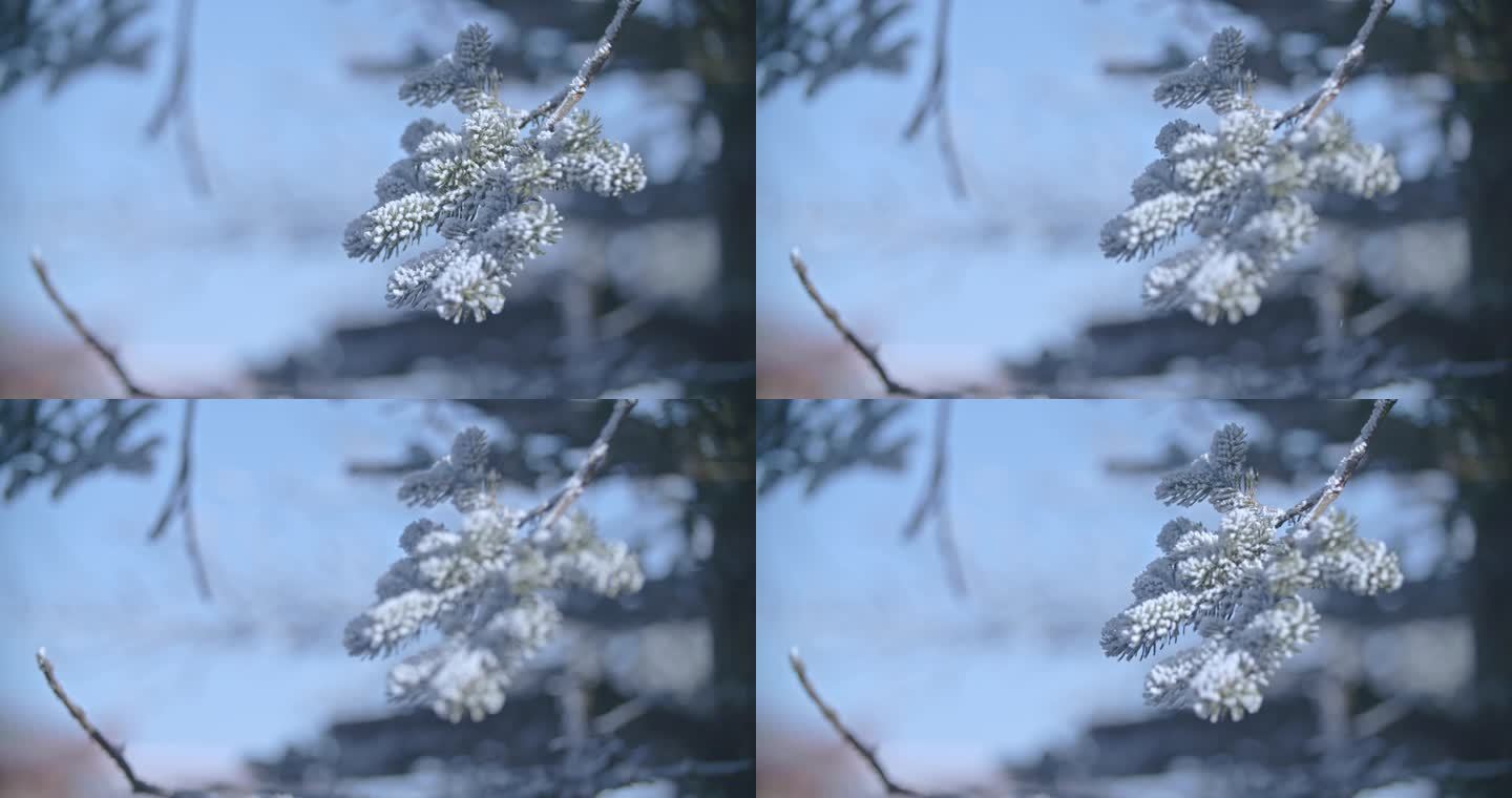 峨眉山金顶 雪景 峨眉山日出  雪松