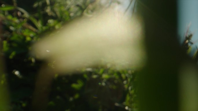 野外植物 探险 唯美植物  植物缝隙前进