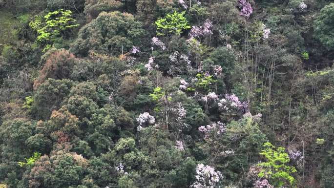 山区春天开花美丽乡房屋种植绿水青山河流