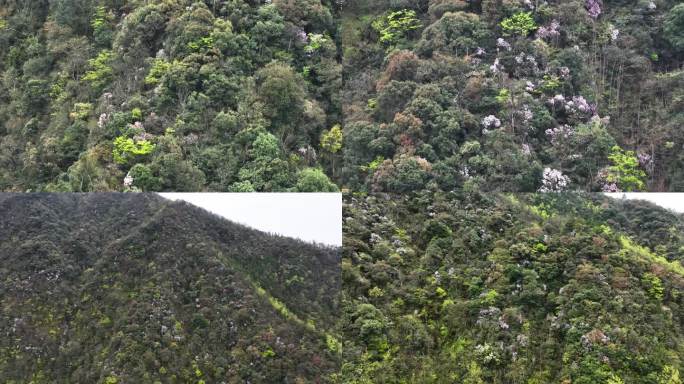 山区春天开花美丽乡房屋种植绿水青山河流