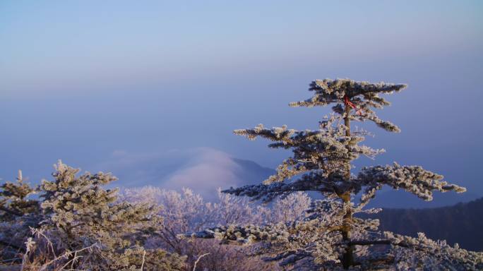 峨眉山金顶 雪景 峨眉山日出 雪松