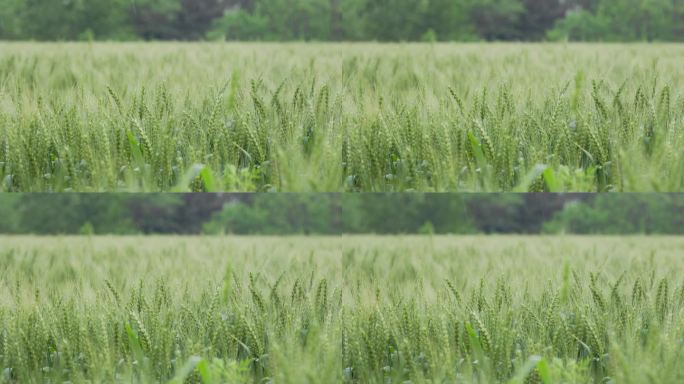 微风细雨中的绿色麦田麦穗