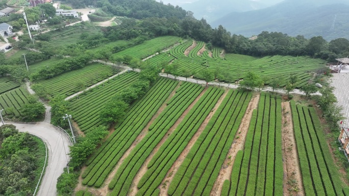 4K厦门翔安区锄山村妙高山茶园采茶航拍