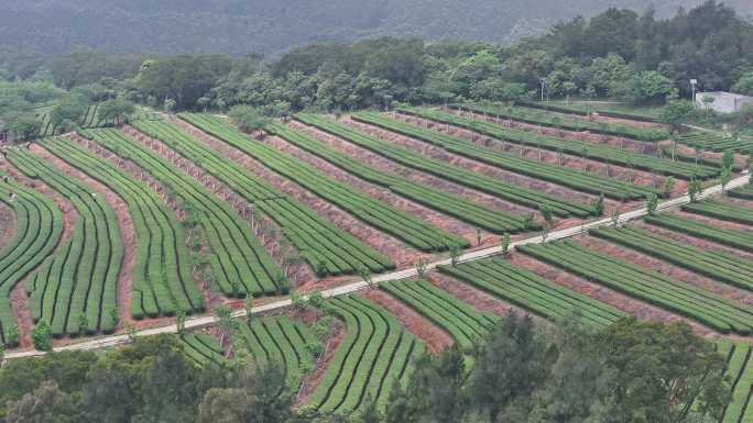 4K厦门翔安区锄山村妙高山茶园采茶航拍