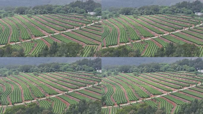 4K厦门翔安区锄山村妙高山茶园采茶航拍