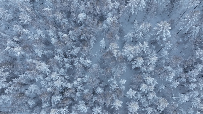 俯拍森林寒冬雾凇雪景