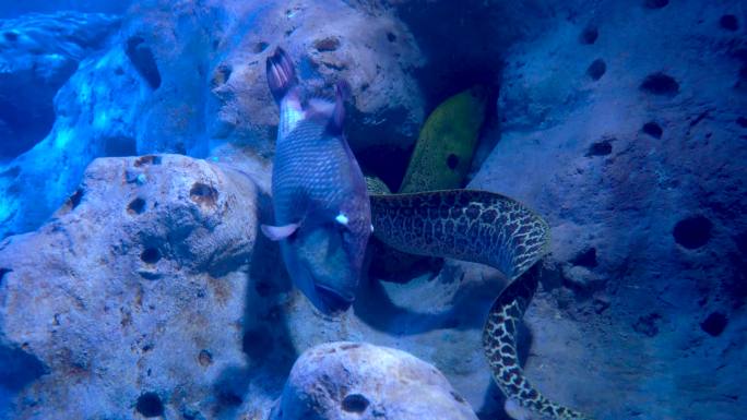 唯美海底世界 海洋馆 各种石斑