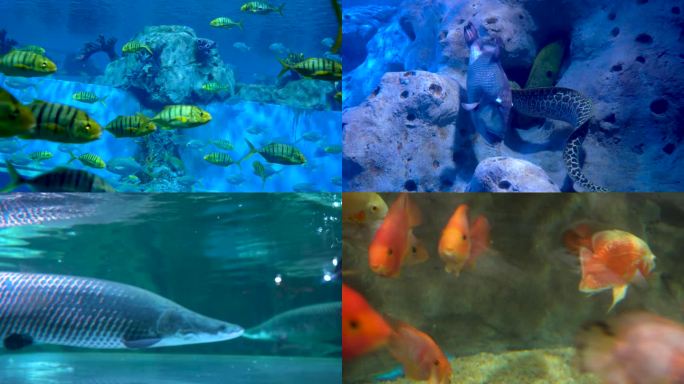 唯美海底世界 海洋馆 各种石斑