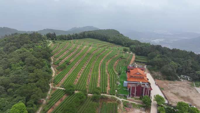 4K厦门翔安区锄山村妙高山茶园采茶航拍