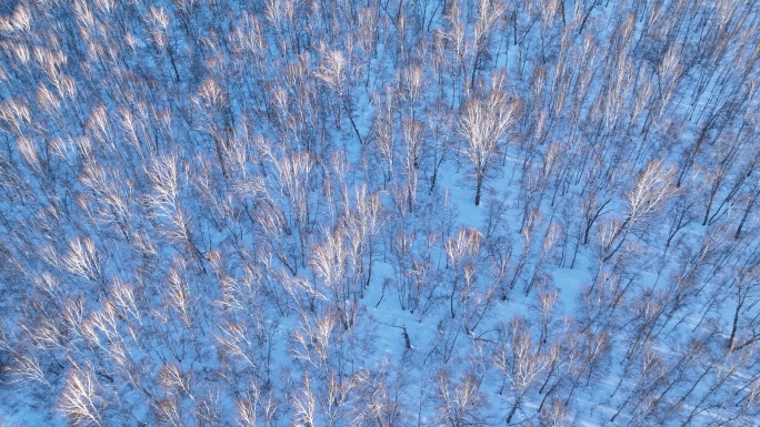 夕阳照耀的雪原白桦林