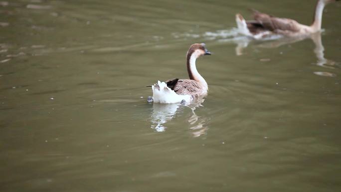 4K实拍一群在池溏里游水的黑棕鹅