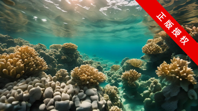 海底世界浅海珊瑚4K