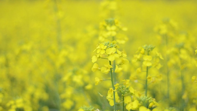 20240406随风舞动的油菜花