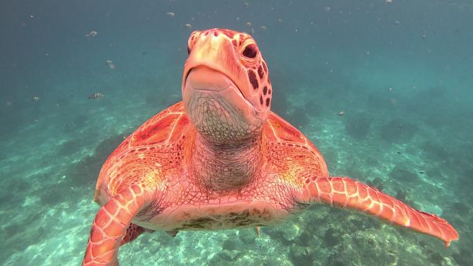 海龟 海龟在水里游泳  珊瑚 海底