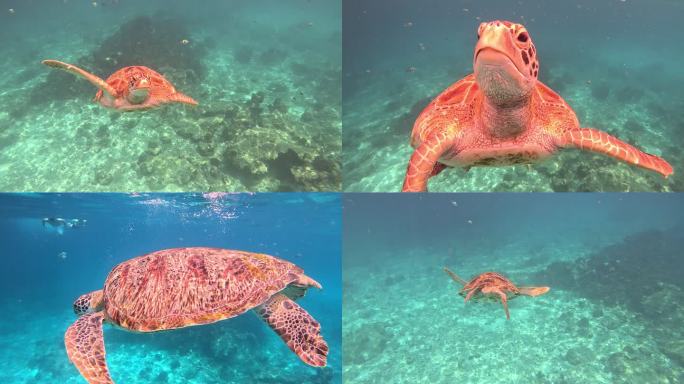 海龟 海龟在水里游泳  珊瑚 海底