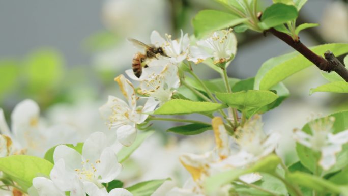 春天海棠花蜜蜂授粉采蜜