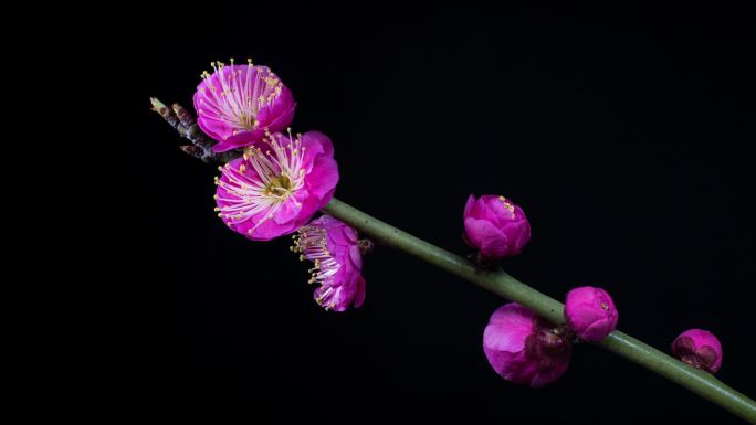 梅花开放过程延时摄影