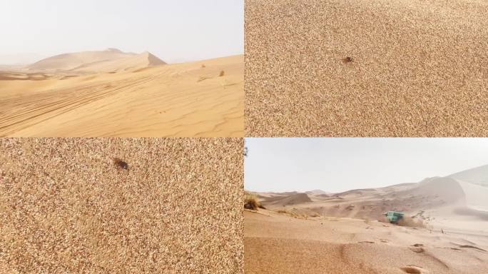 沙漠越野虫子生物