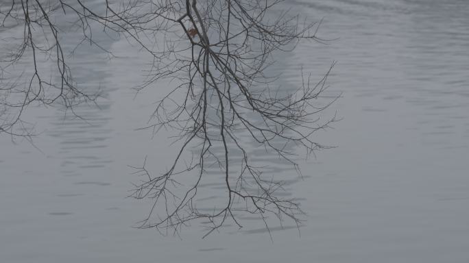 水面树枝枯枝