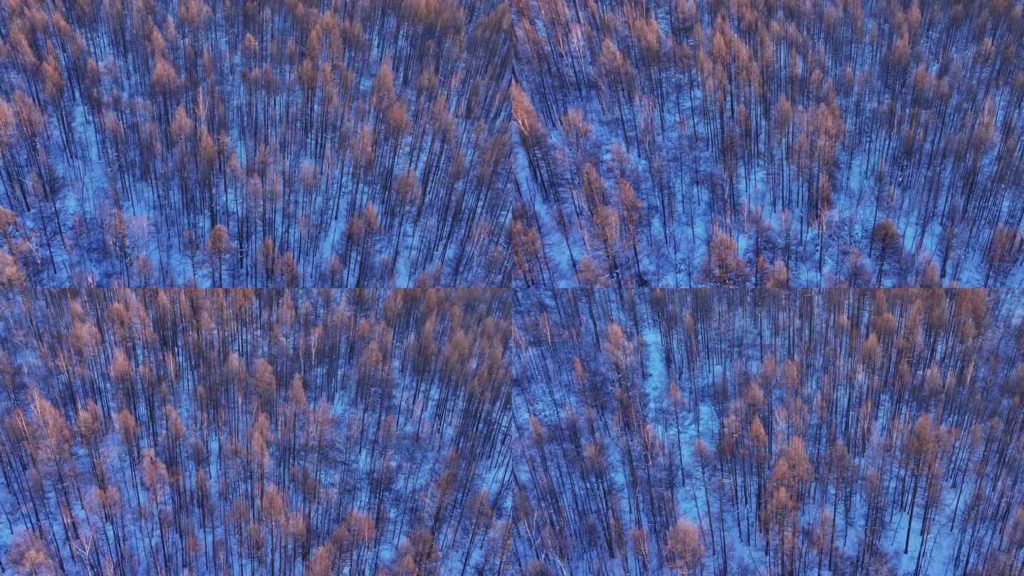 冬季自然光俯拍大森林树头树冠 (23)