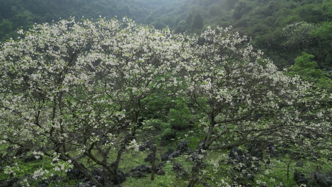 绿色自然风景春天山谷花开