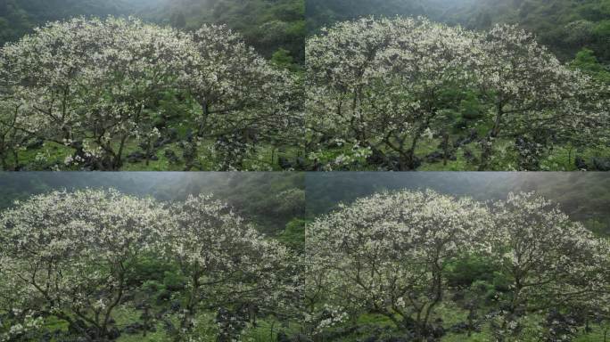 绿色自然风景春天山谷花开