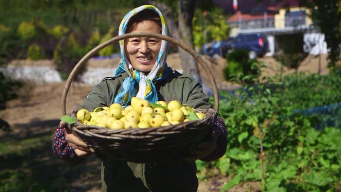 劳动人民幸福笑脸美丽乡村采摘果实