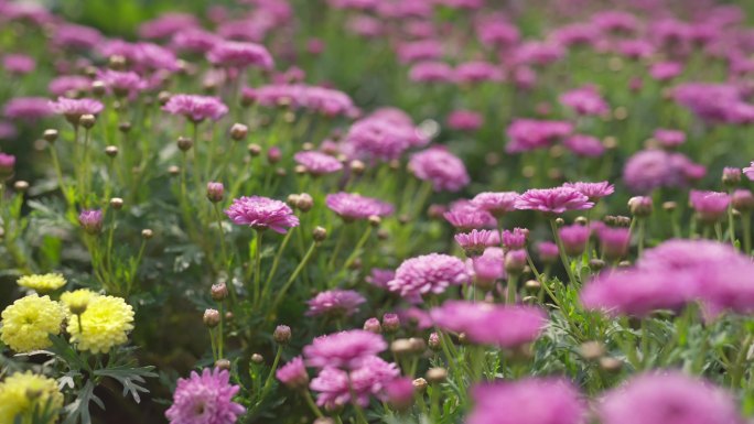 小雏菊 小野花 绣球花