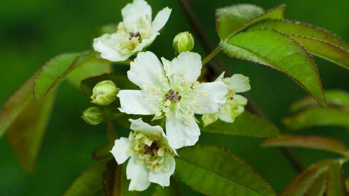 春暖花开小果蔷薇野花花开延时