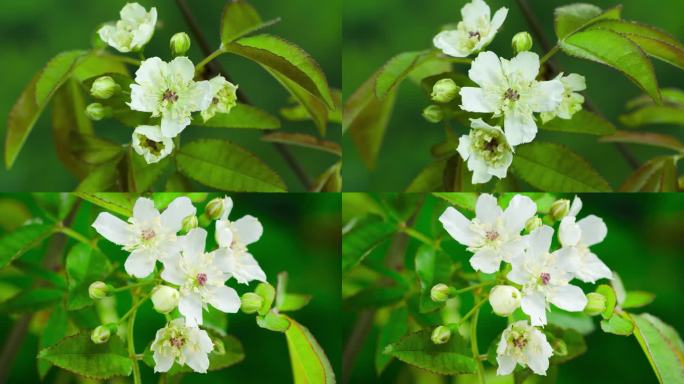 春暖花开小果蔷薇野花花开延时