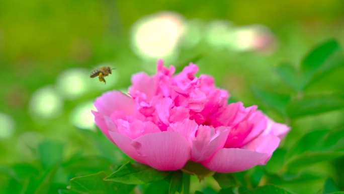 春天牡丹蜜蜂采花粉