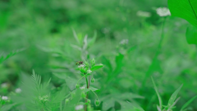 绿意盎然的小花