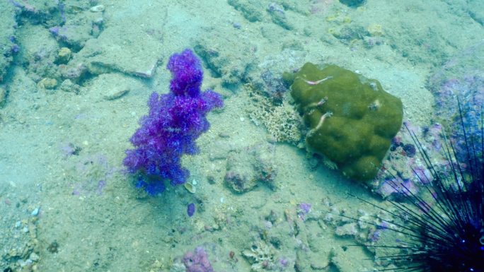 海洋生物海胆小丑鱼尼莫珊瑚