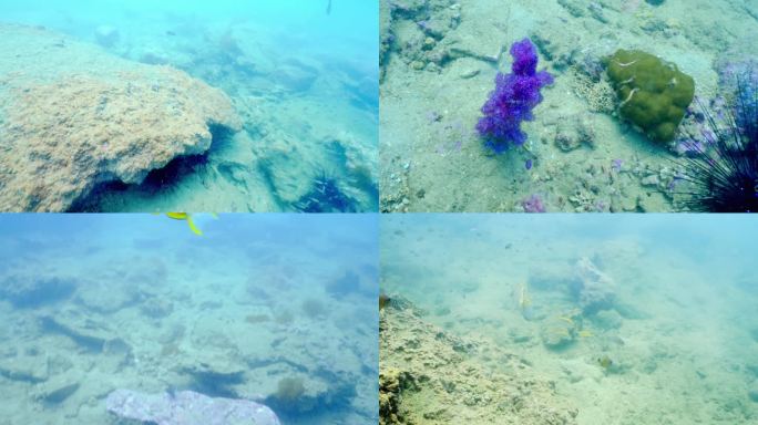 海洋生物海胆小丑鱼尼莫珊瑚