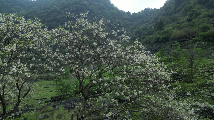 绿色自然风景春天山谷花开