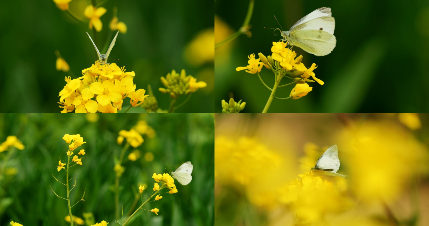 白色蝴蝶在油菜花上飞舞