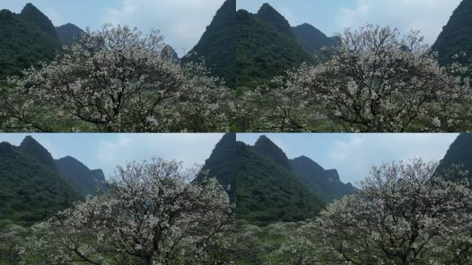 绿色自然风景春天山谷花开