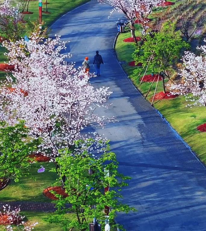 竖拍顾村公园樱花节