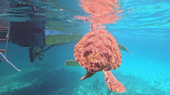 海龟 海龟在水里游泳 阳光