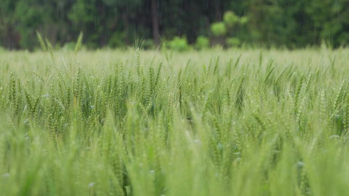 微风细雨中的绿色麦田麦穗