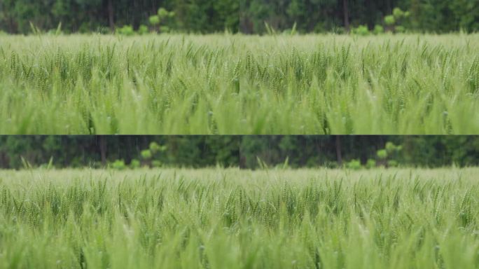 微风细雨中的绿色麦田麦穗