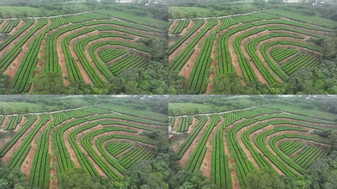 4K厦门翔安区锄山村妙高山茶园采茶航拍