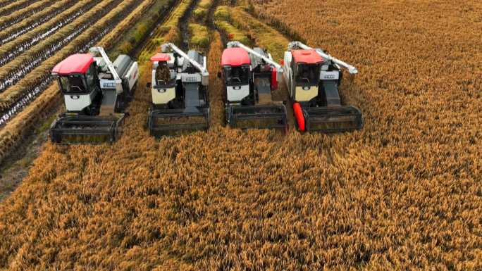 4K收割机割水稻丰收机械化生产