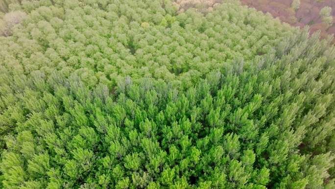航拍 植树造林 绿色发展 人工森林