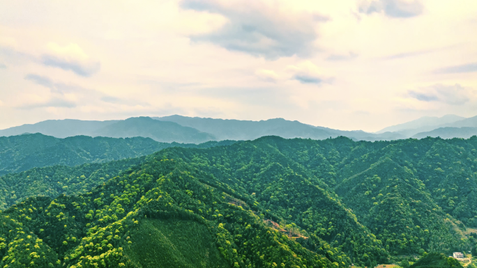 4k森林大自然风景 原始树林 竹林 大树