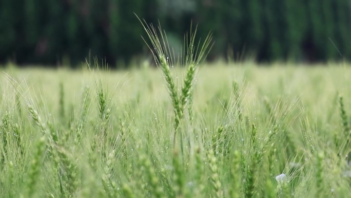 微风细雨中生长的绿色小麦
