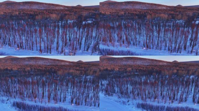 冬季自然光航拍红柳树 (4)