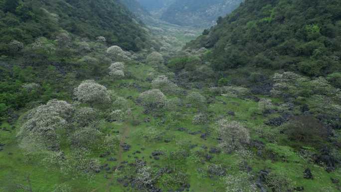 绿色自然风景春天山谷花开